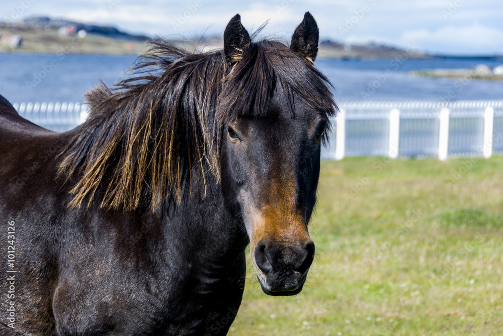 Black horse standing in the field on Falkland islands Black horse standing in the field on Falkland islands