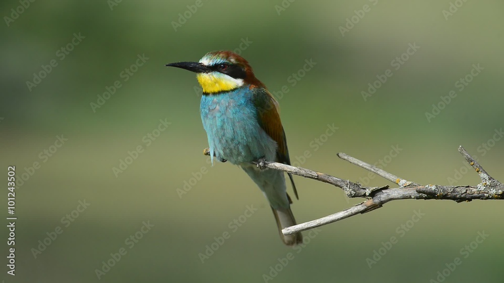 European bee-eater Merops apiaster sitting on the branch European bee-eater Merops apiaster sitting on the branch