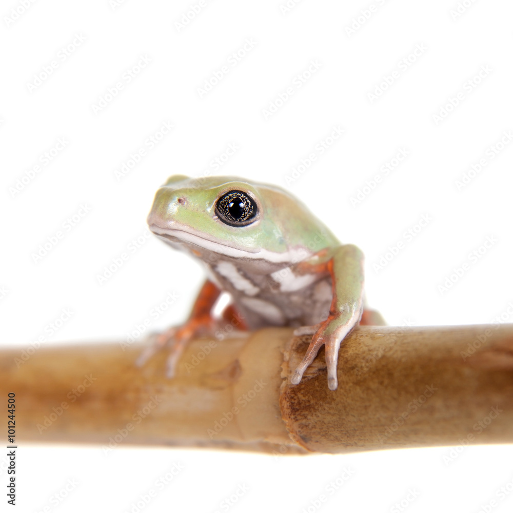 Obraz premium Waxy Monkey Leaf Frog on white background