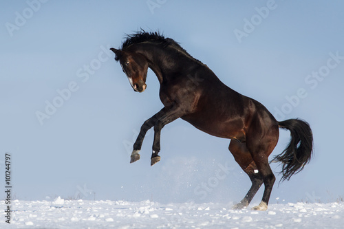 Beautiful stallion rearing up and jump in snow