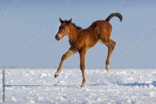 Colt run gallop in snow field