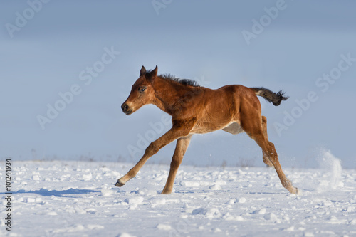 Colt run gallop in snow field