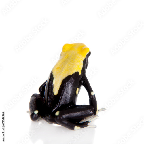 Yellow back dyeing poison dart frog, Dendrobates tinctorius, on white 