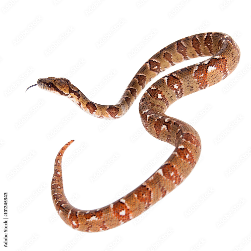 Malagasy tree boa, sanzinia madagascariensis, on white Malagasy tree boa, sanzinia madagascariensis, on white
