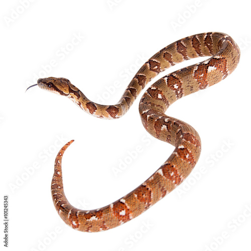 Malagasy tree boa, sanzinia madagascariensis, on white 