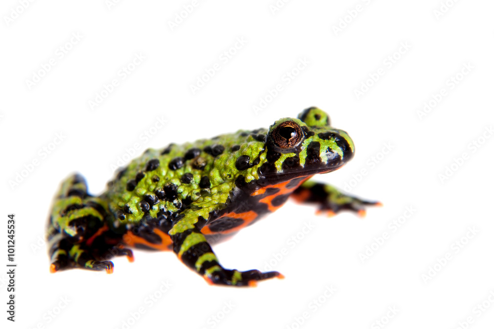 Fototapeta premium Oriental Fire-bellied Toad, Bombina orientalis, on white