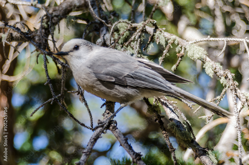 Clarks Nutcracker in Tree Clarks Nutcracker in Tree