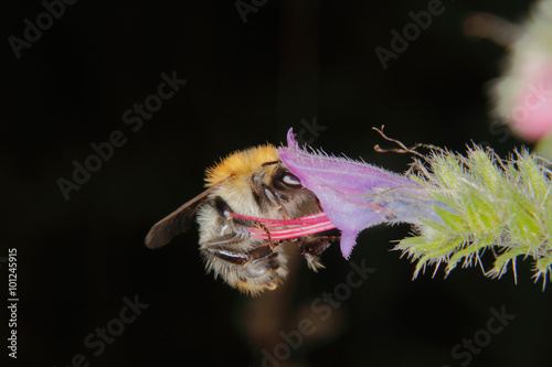 Fototapeta Naklejka Na Ścianę i Meble -  Common Carder-bee (Bombus pascuorum)