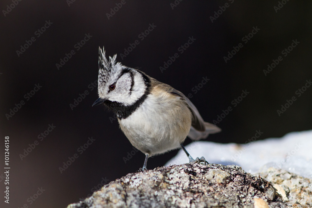 Fototapeta premium European crested tit (Parus cristatus), Roseg Valley, Switzerland