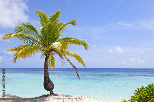 Fototapeta Naklejka Na Ścianę i Meble -  Palm tree in front of blue ocean