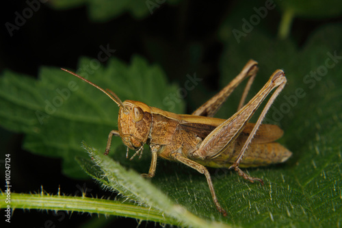 Field grasshopper (Chorthippus albomarginatus)