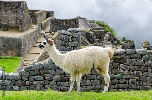 Lama in Machu Picchu © cameris