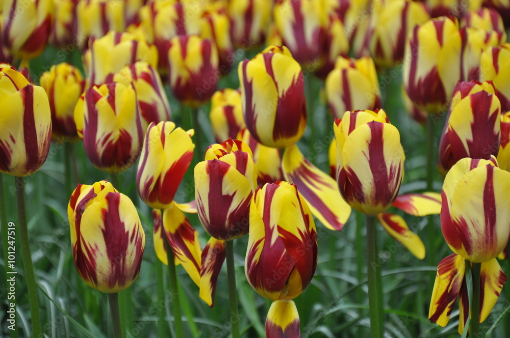 Fototapeta premium Tulipan