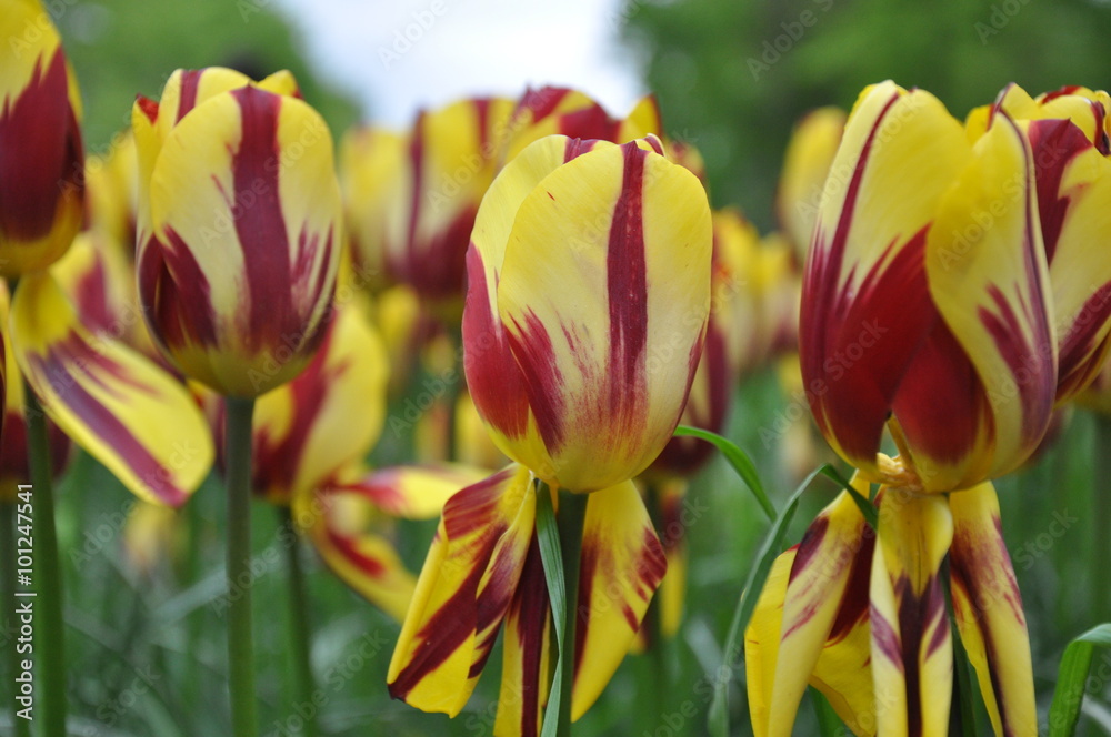 Fototapeta premium Tulipan