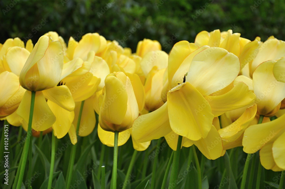 Obraz premium Tulipan