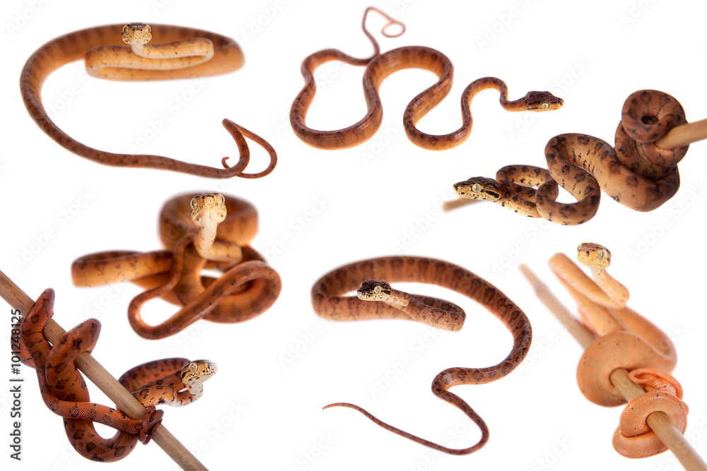 Obraz premium Red Amazon tree boa, 7 days old, isolated on white