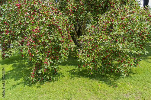 Apple trees with ripe apples