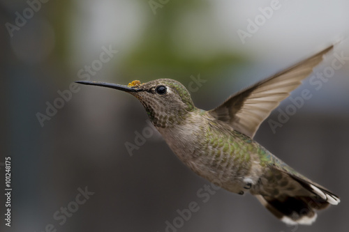 Hummingbird