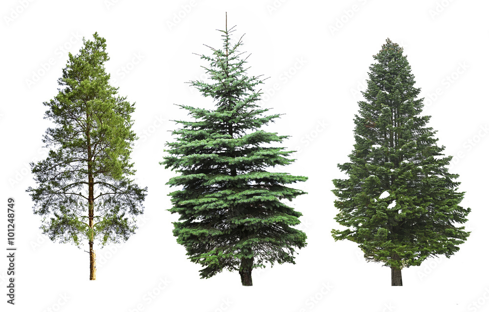 Fir-trees, isolated on white - obrazy, fototapety, plakaty 