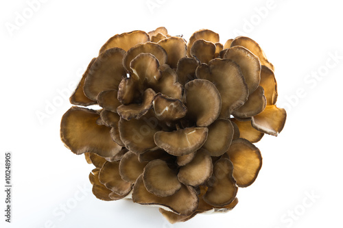 Organic Maitake Mushroom