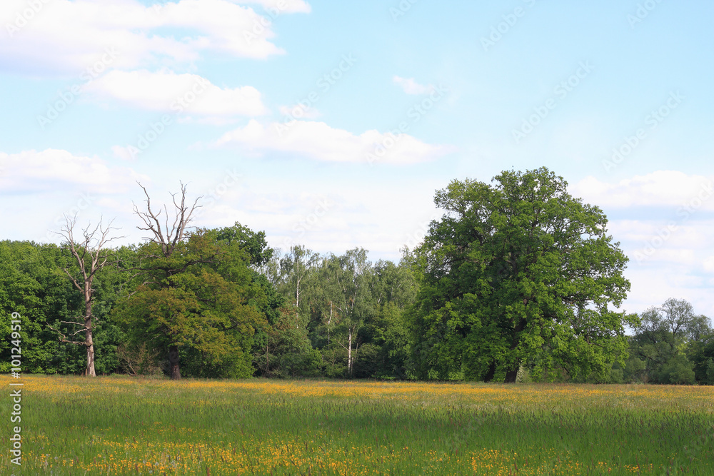 Fototapeta premium Meadow in a floodplain