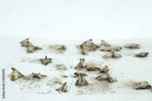 Flour moths