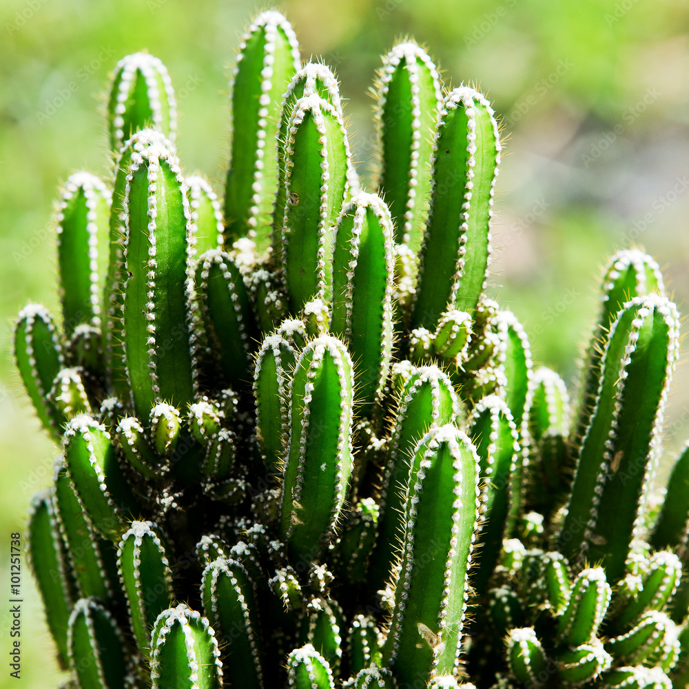 Cactus Cactus