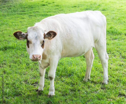 Cow grazing on a green field © nemez210769