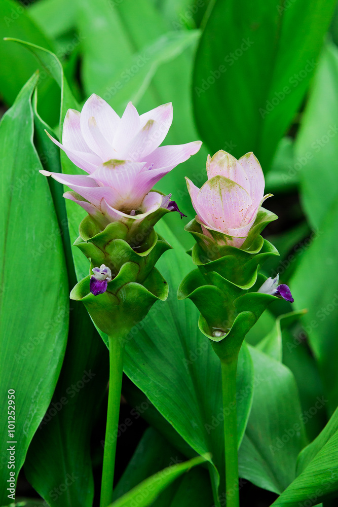 siam tulip siam tulip