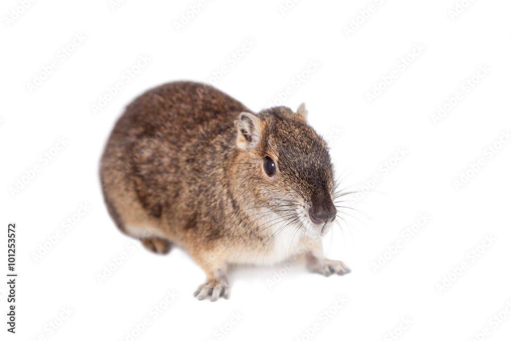 Obraz premium The rock cavy or moco, kerodon rupestris, on white