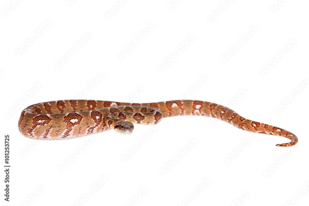 Malagasy tree boa, sanzinia madagascariensis, on white Malagasy tree boa, sanzinia madagascariensis, on white