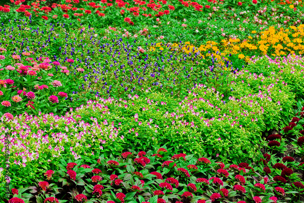 Colourful Flowerbeds