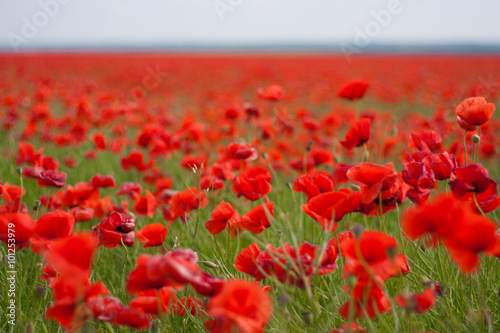 Tela Flowers - a field of red poppies