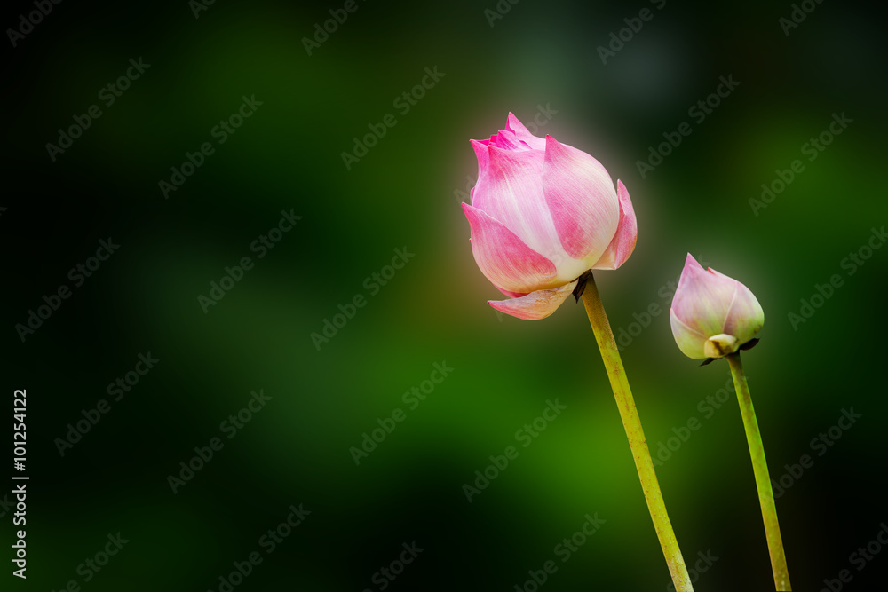 Lotus Lotus