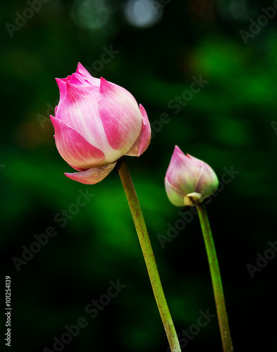 Beautiful lotus.