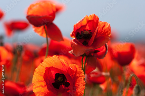 Flowers - red poppies in the field