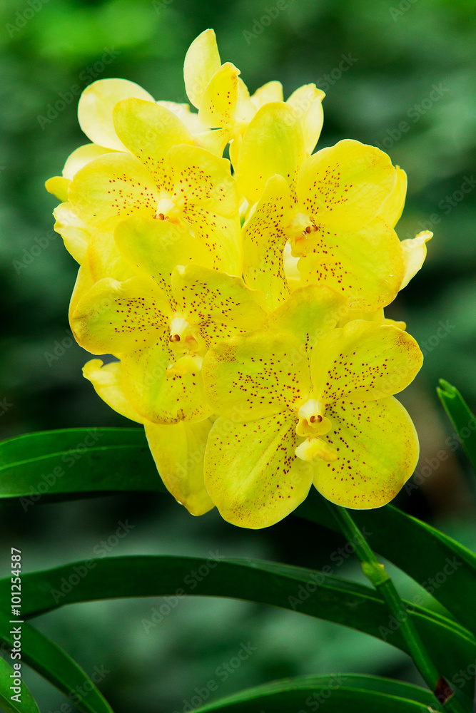 Fototapeta premium Yellow orchid flowers