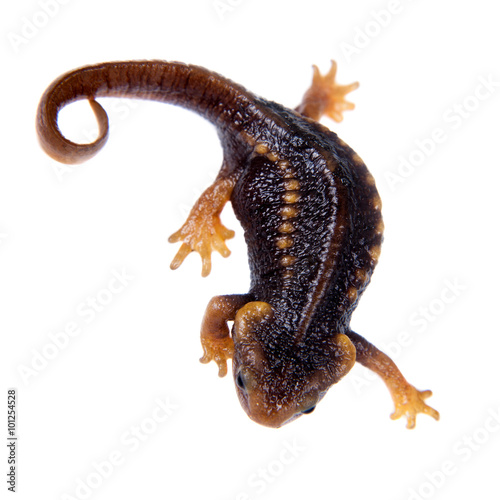 Obraz na plátně Himalayan newt isolated on white
