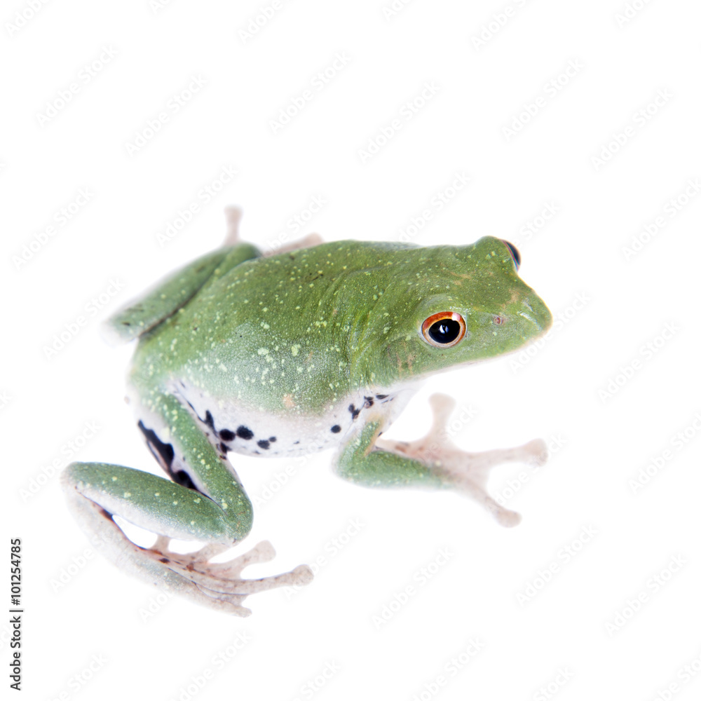 Obraz premium Green back flying tree frog isolated on white