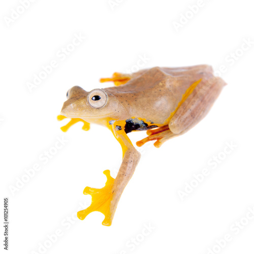 Two-dotted flying tree frog, Rhacophorus rhodopus, on white photo