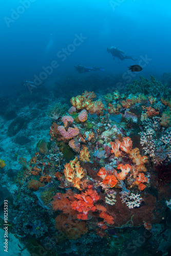 Colorful Reef and Scuba Divers