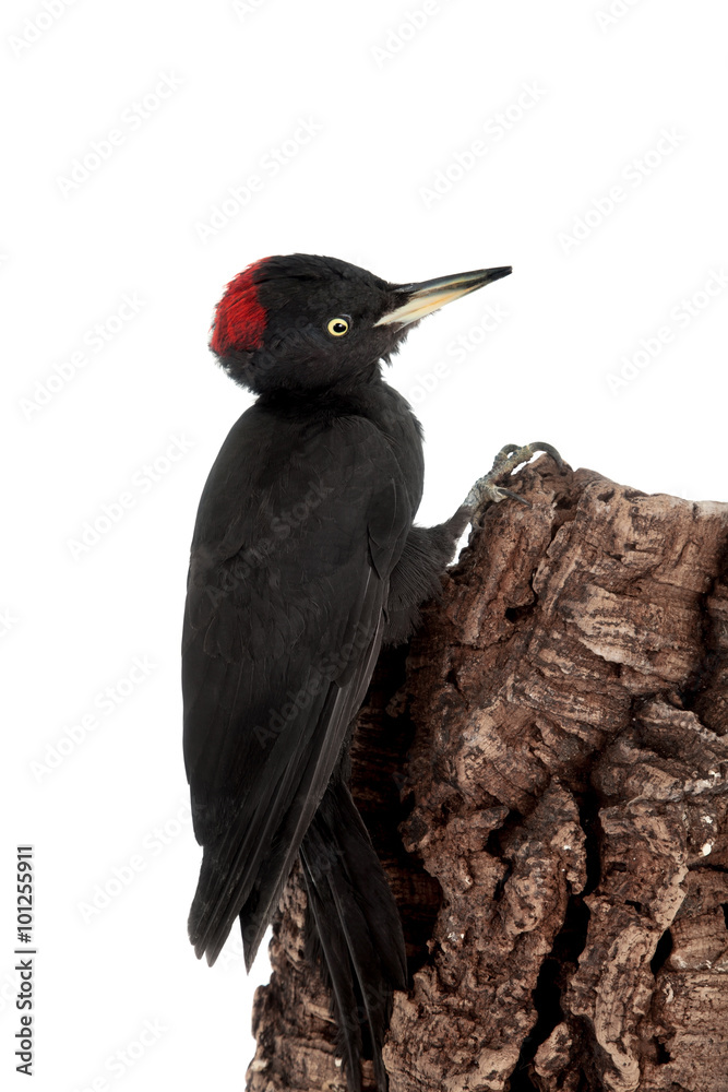 Fototapeta premium Black Woodpecker, Dryocopus martius, on white 