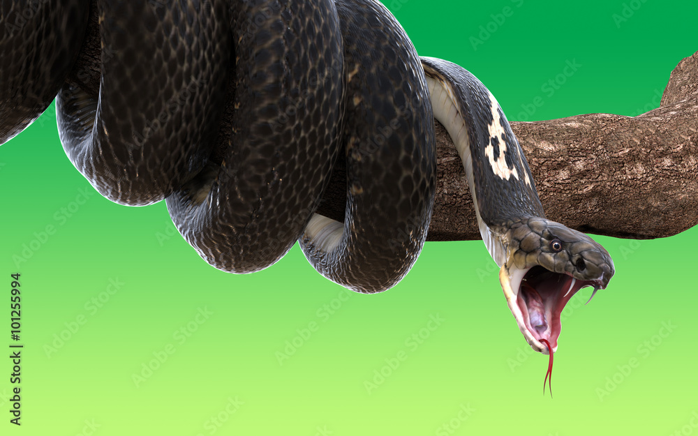 Naklejka premium 3d King cobra snake wrapped on a tree branch isolated on green background