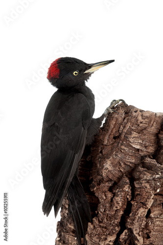 Black Woodpecker  Dryocopus martius  on white 