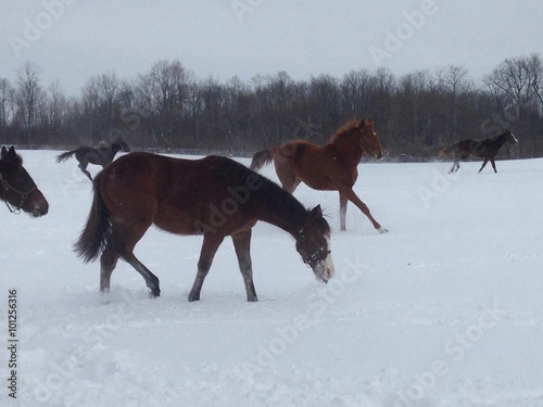 Winter Frolic