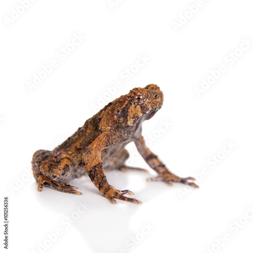 Bulldog frog, ophryophryne hansi, male on white