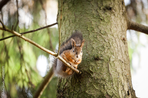 Eurasian red squirrel in the tree © Juhku