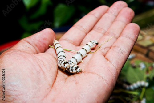silk caterpillar in a hands - Cecropia Moth, Hyalophora cecropia