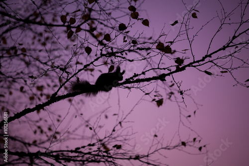 Eurasian red squirrel sleeping in a tree