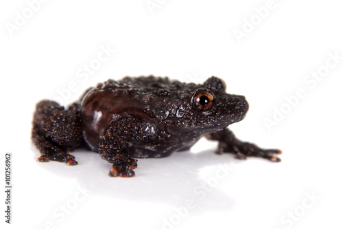 Dreadful mossy frog, Theloderma horridum, on white photo